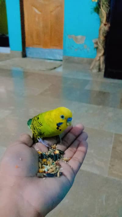 Hand tane budgie