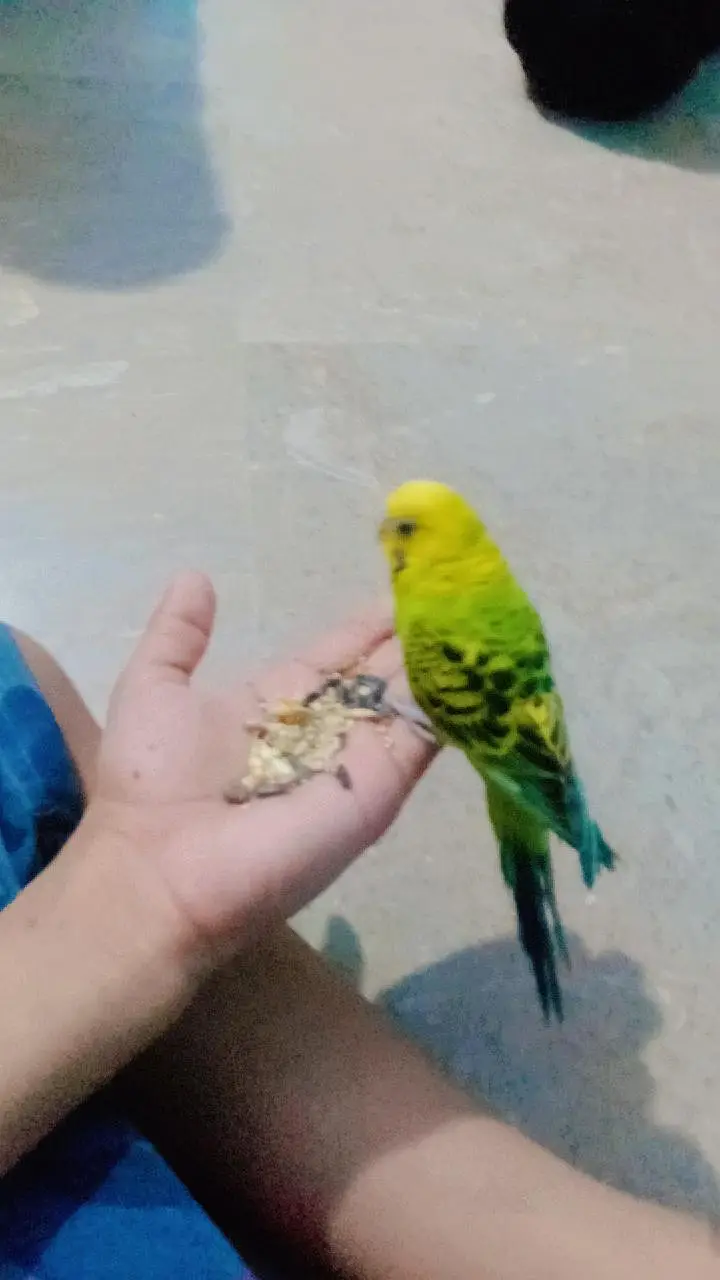 Hand tane budgie — photo 2