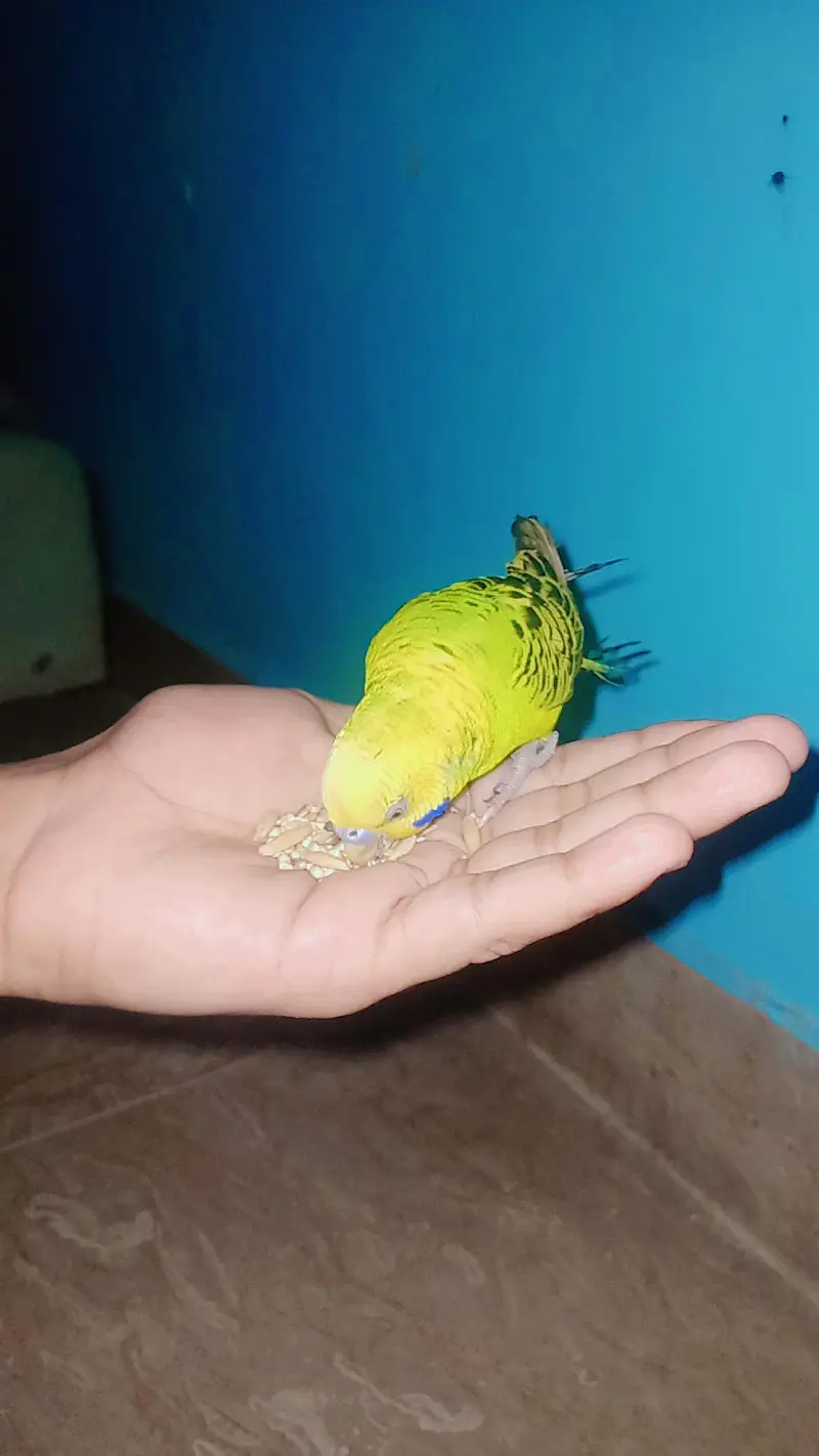 Hand tane budgie — photo 3