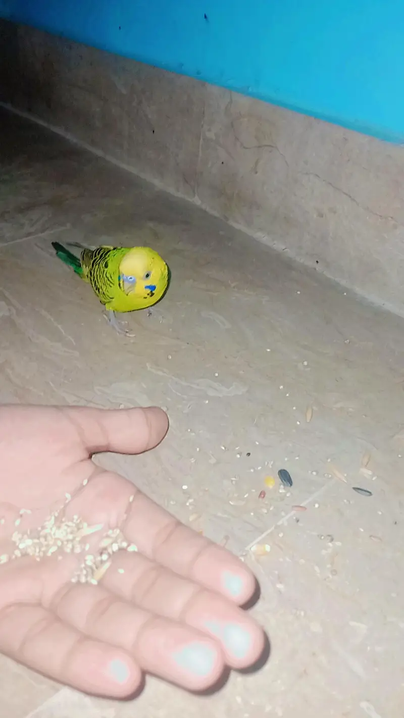 Hand tane budgie — photo 4