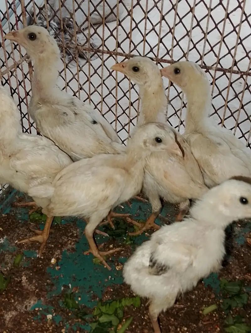 Aseel and Aseel cross chicks — photo 2