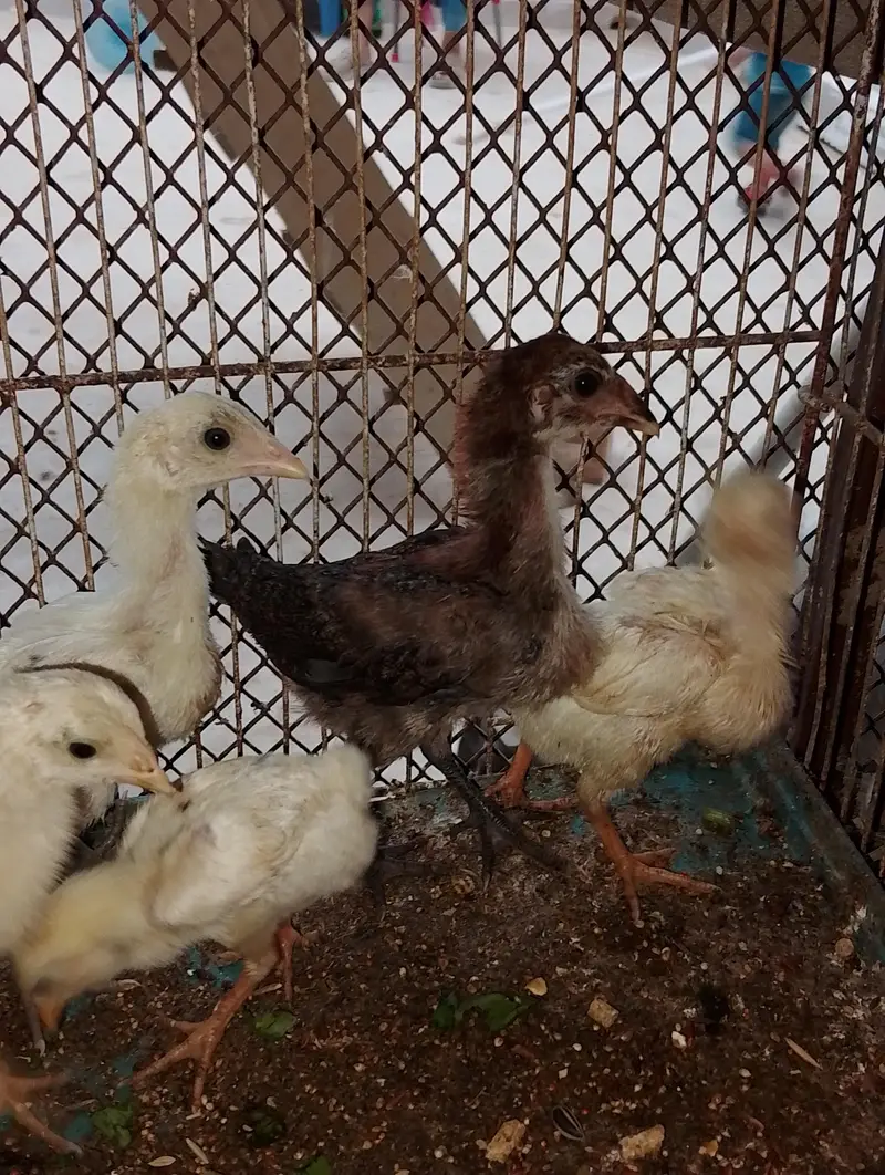 Aseel and Aseel cross chicks — photo 3