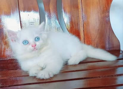 Persian cat for sale 2 month age available