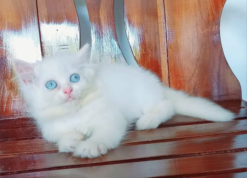Persian cat for sale 2 month age available — photo 2