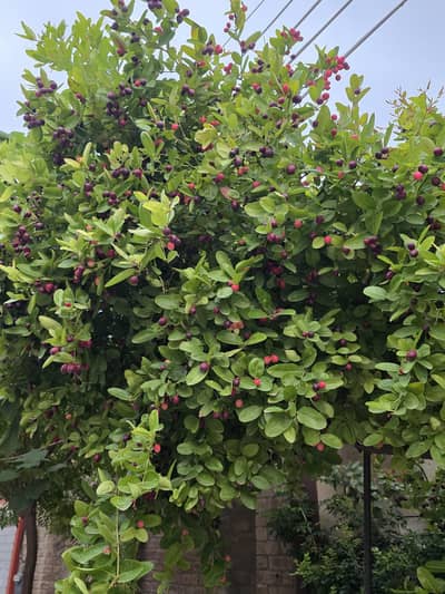 karonda plant .