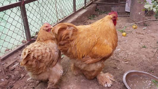 Heavy Golden Buff Pair
