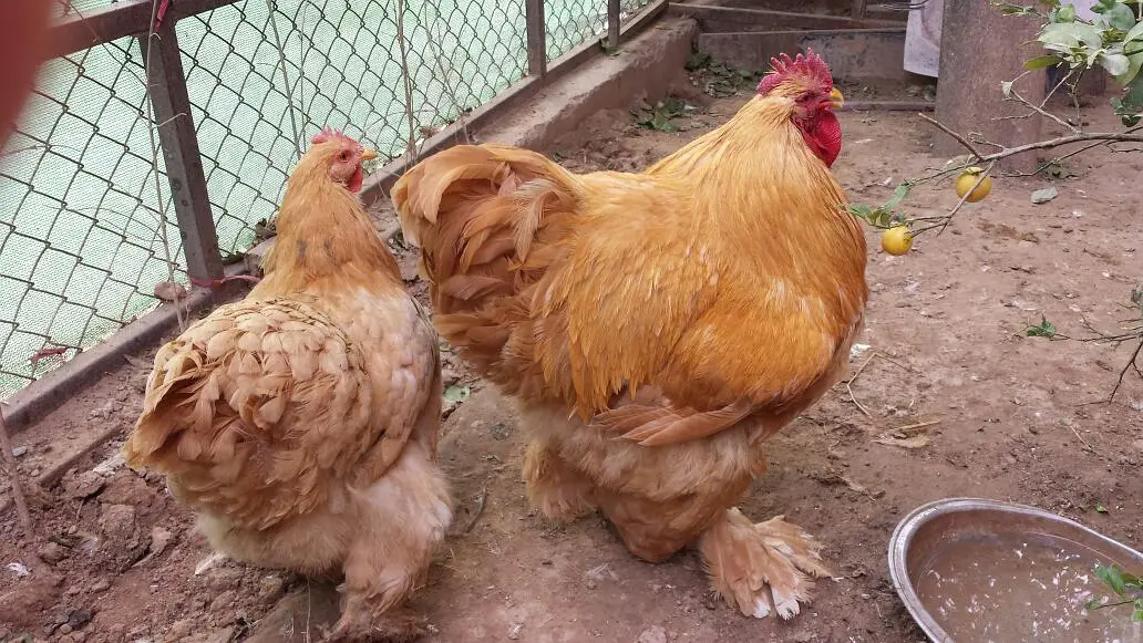 Heavy Golden Buff Pair — photo 2