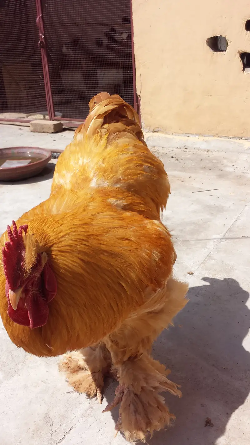 Heavy Golden Buff Pair — photo 3