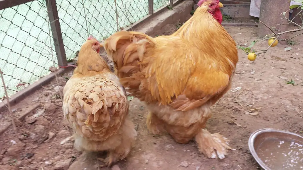 Heavy Golden Buff Pair — photo 4