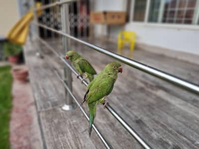 parrots for sale