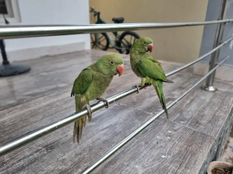 parrots for sale — photo 2
