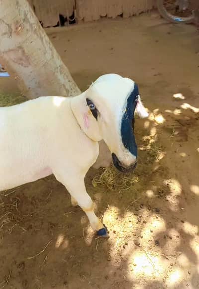 mundra/chatra/sheep