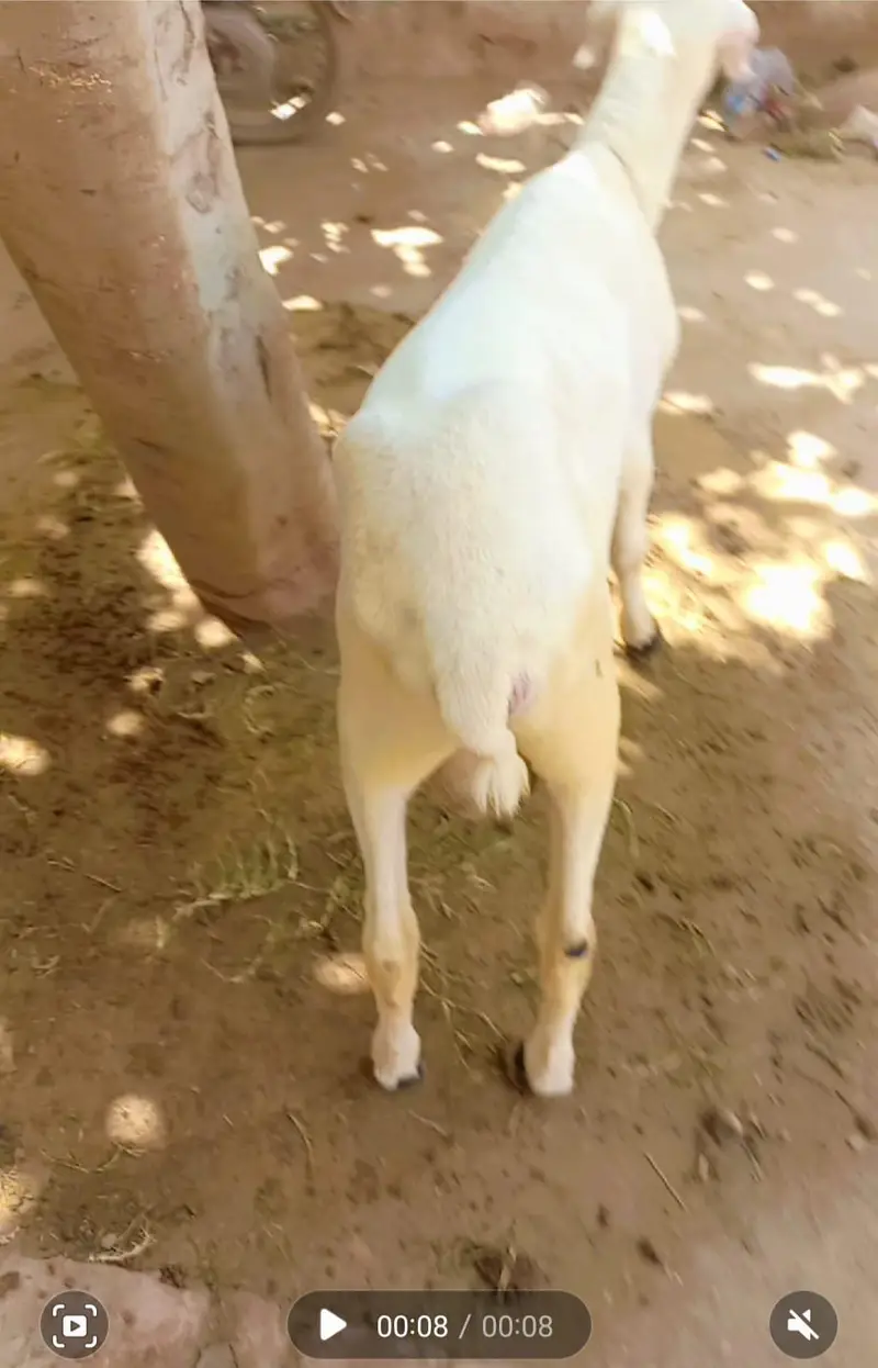 mundra/chatra/sheep — photo 2