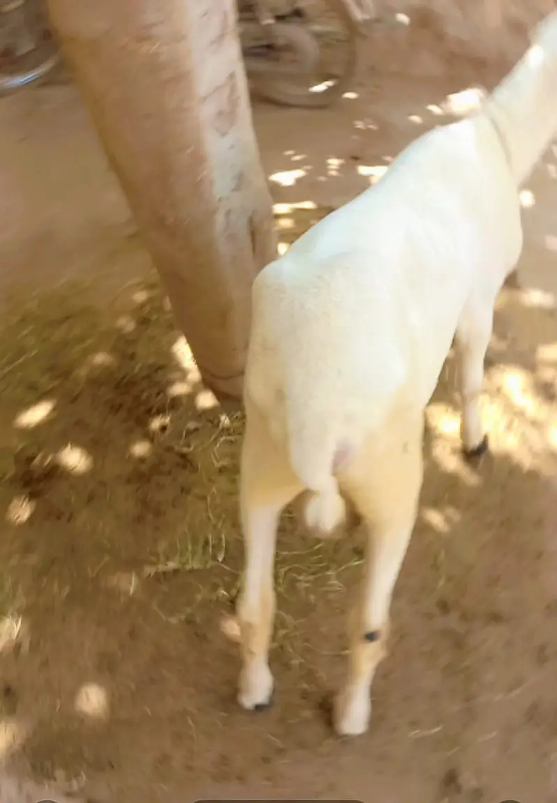 mundra/chatra/sheep — photo 3