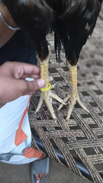 bengum murga for sale