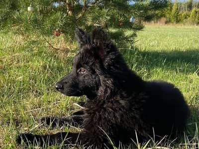 Black shepherd | gsd | Puppy | Shepherd Dog | Puppies | Long Coat