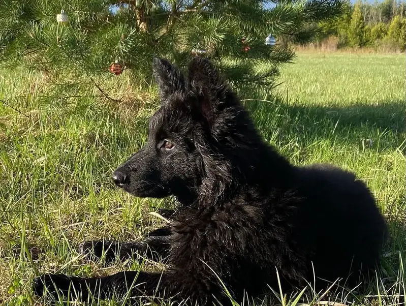 Black shepherd | gsd | Puppy | Shepherd Dog | Puppies | Long Coat