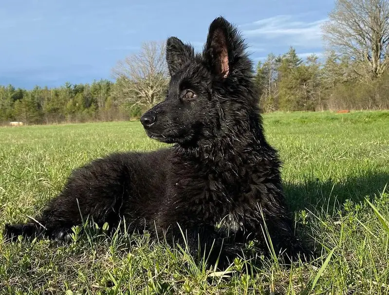 Black shepherd | gsd | Puppy | Shepherd Dog | Puppies | Long Coat — photo 2