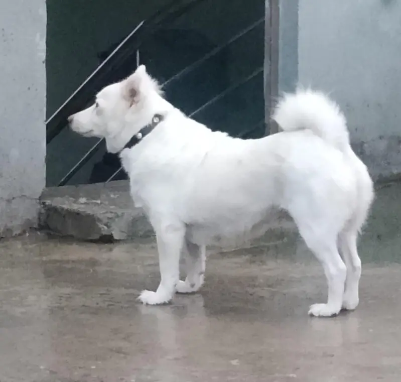 Pur Russian female — photo 2