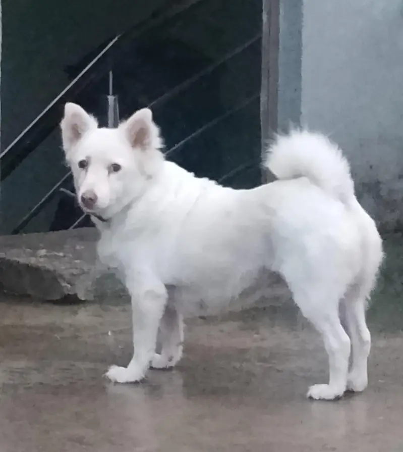 Pur Russian female — photo 3