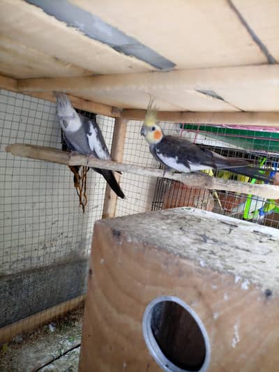 Cocktiel Pair