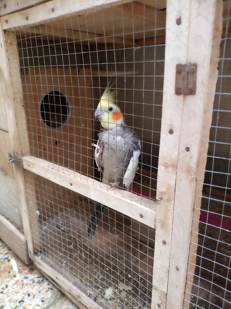 Cocktiel Pair , double door Cage , Breeder boxes — photo 2