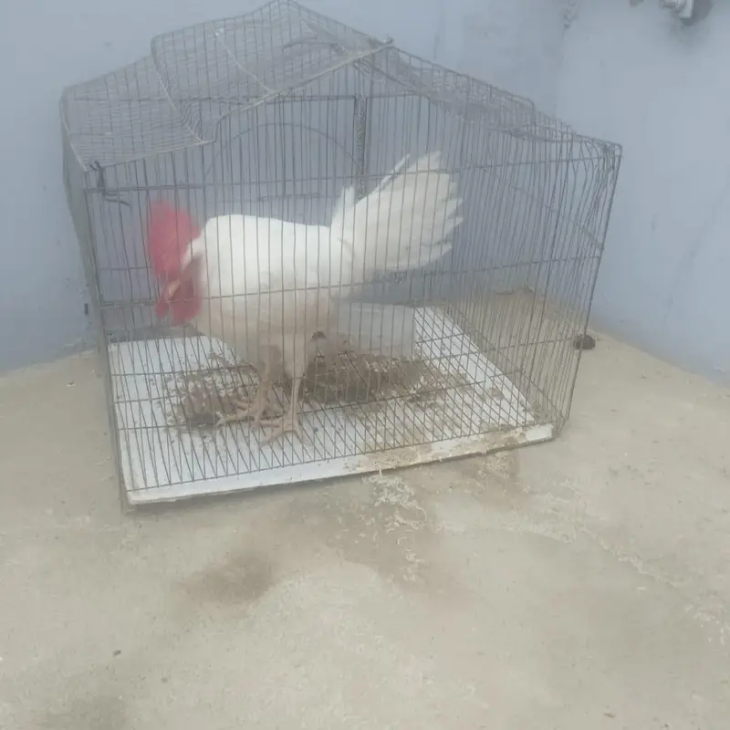 white male — photo 2