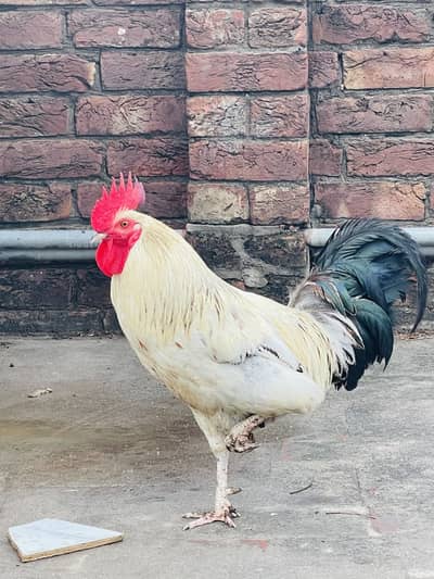 White desi murga (GOLDEN MISRI)