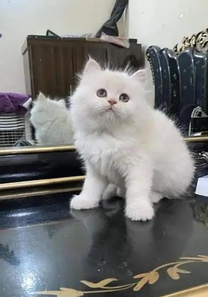 Persian cat for sale 2 month age available — photo 2