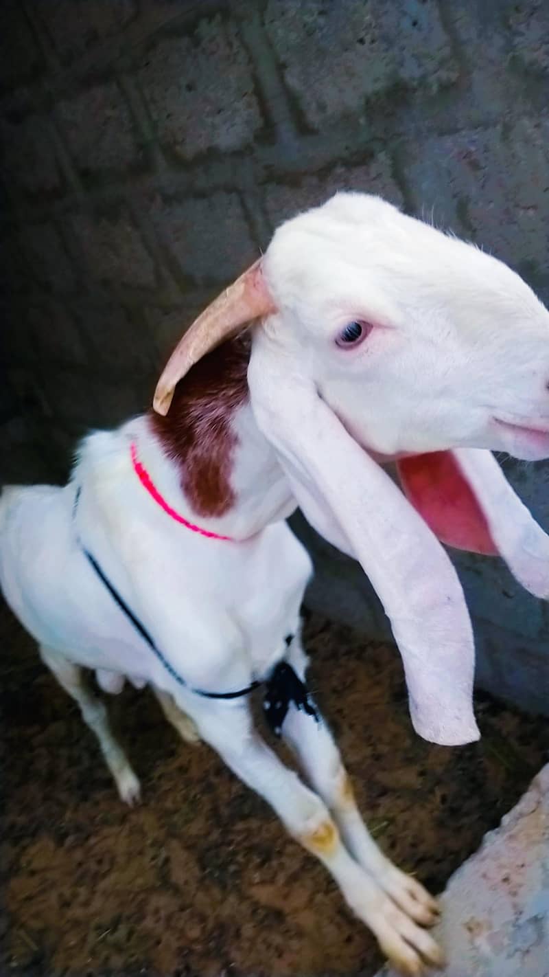 Bakra 6
