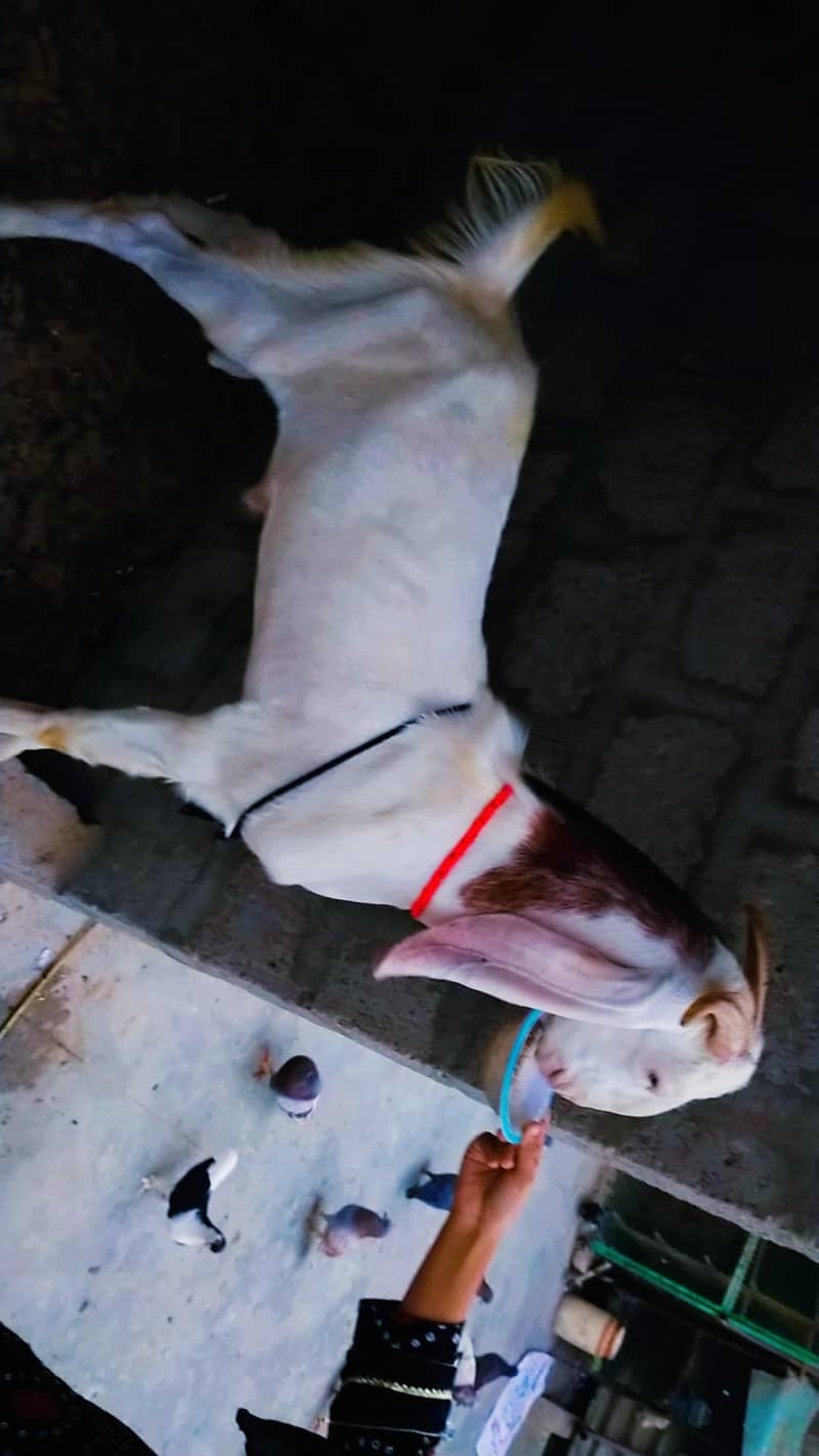 Bakra 7