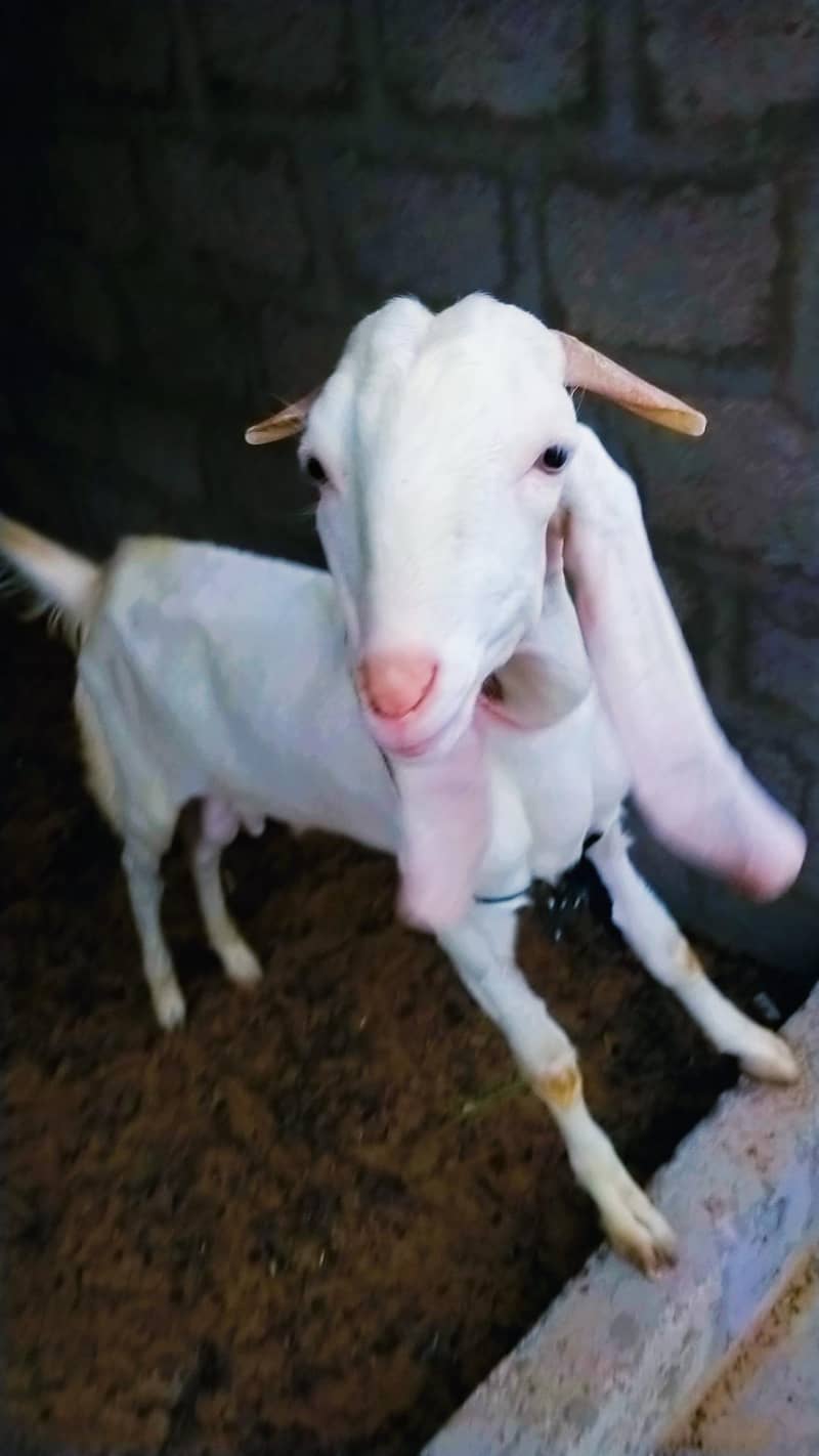Bakra 8