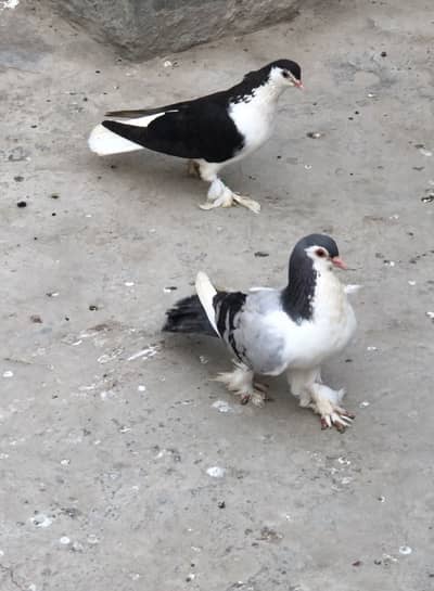 Sherazi Pair Breader Pair