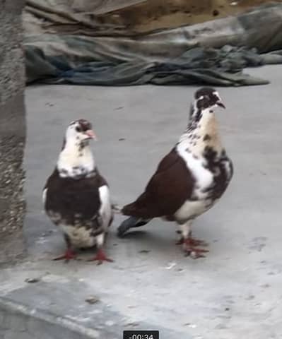 Sherazi Pair Breader Pair