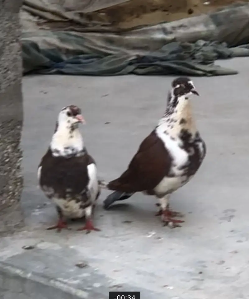 Sherazi Pair Breader Pair — photo 2