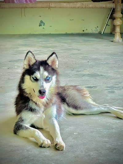 Siberian Husky Pair