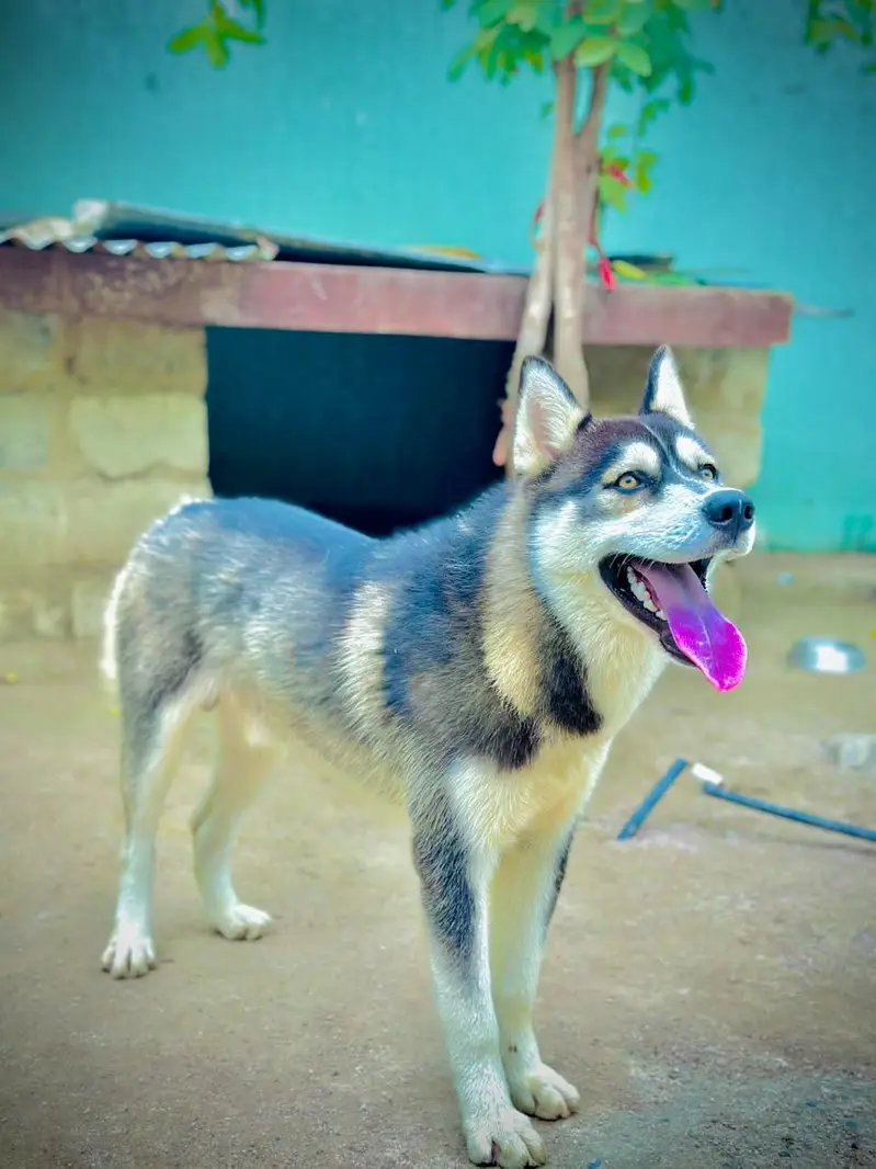 Siberian Husky Pair — photo 2