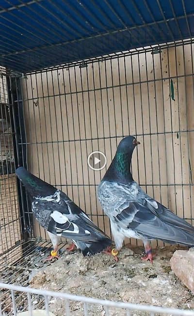 Red eye Dub walay nd insan teedy and golden chicks