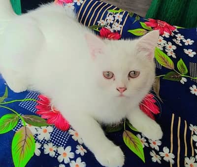 Percion Cats 7 month