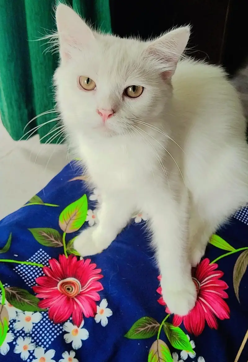 Percion Cats 7 month — photo 2
