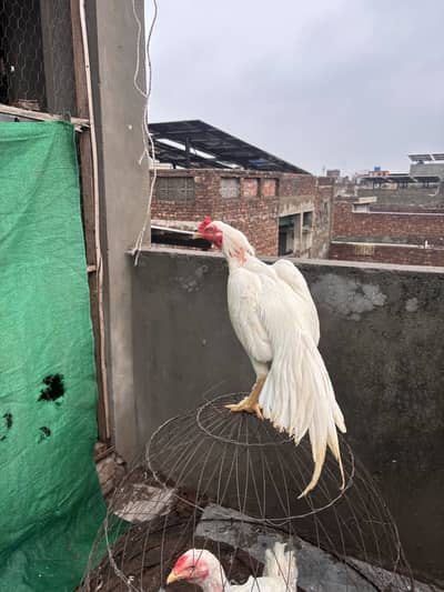 Pure White heera aseel Pakistani
