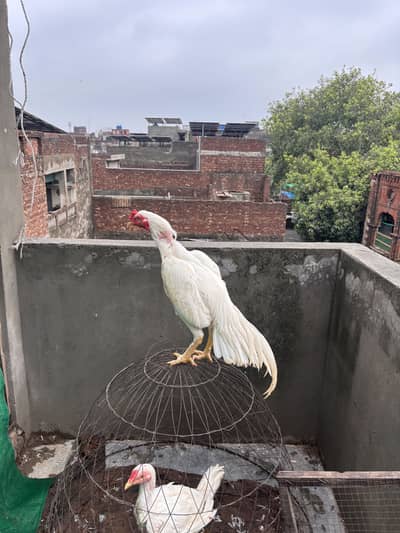 Pure White heera aseel Pakistani