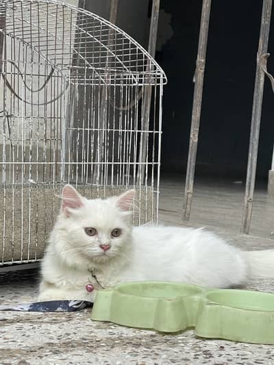White persian triple coat