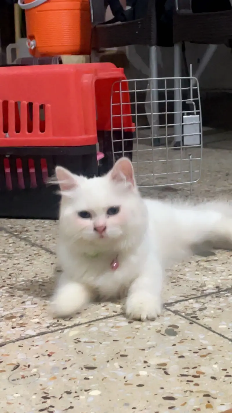 White persian triple coat — photo 2