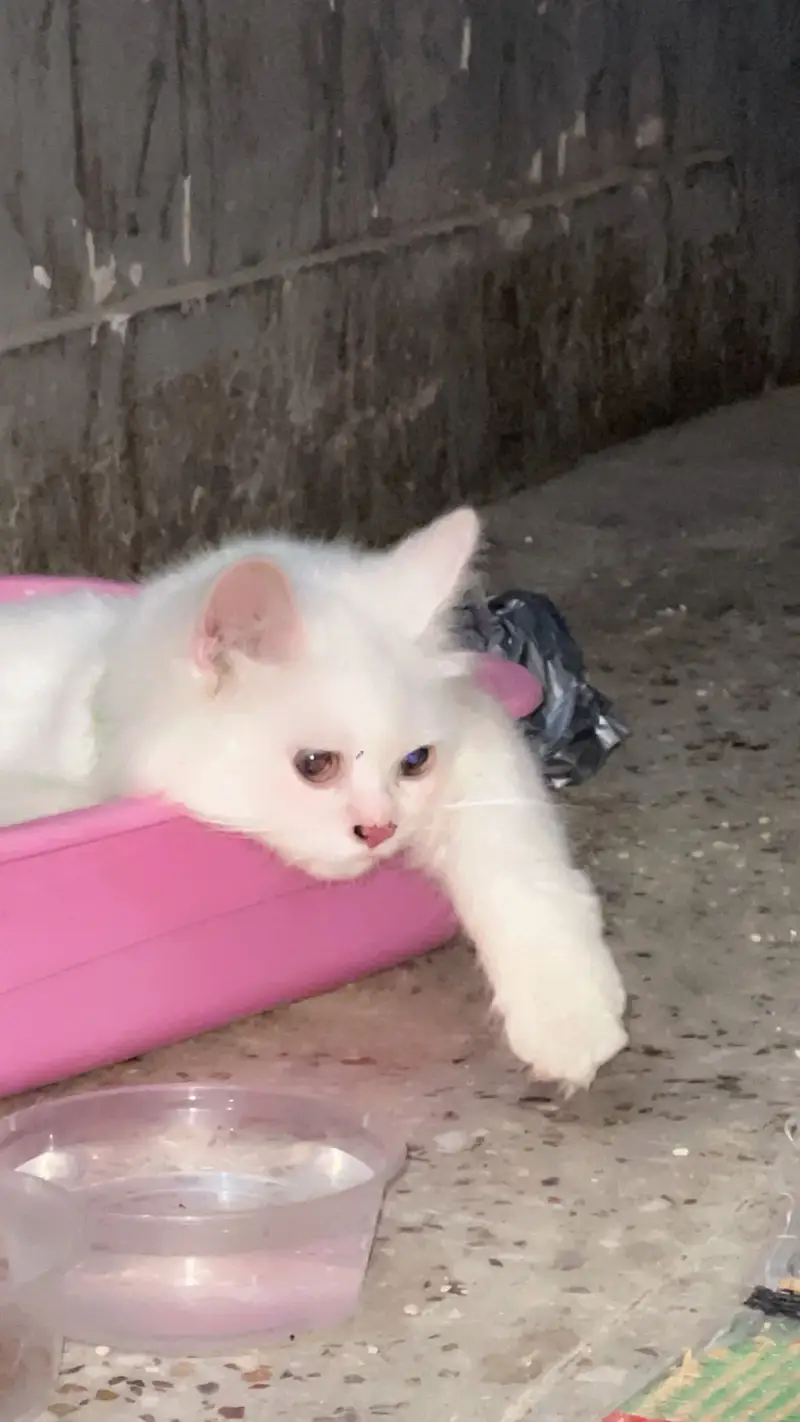 White persian triple coat — photo 3