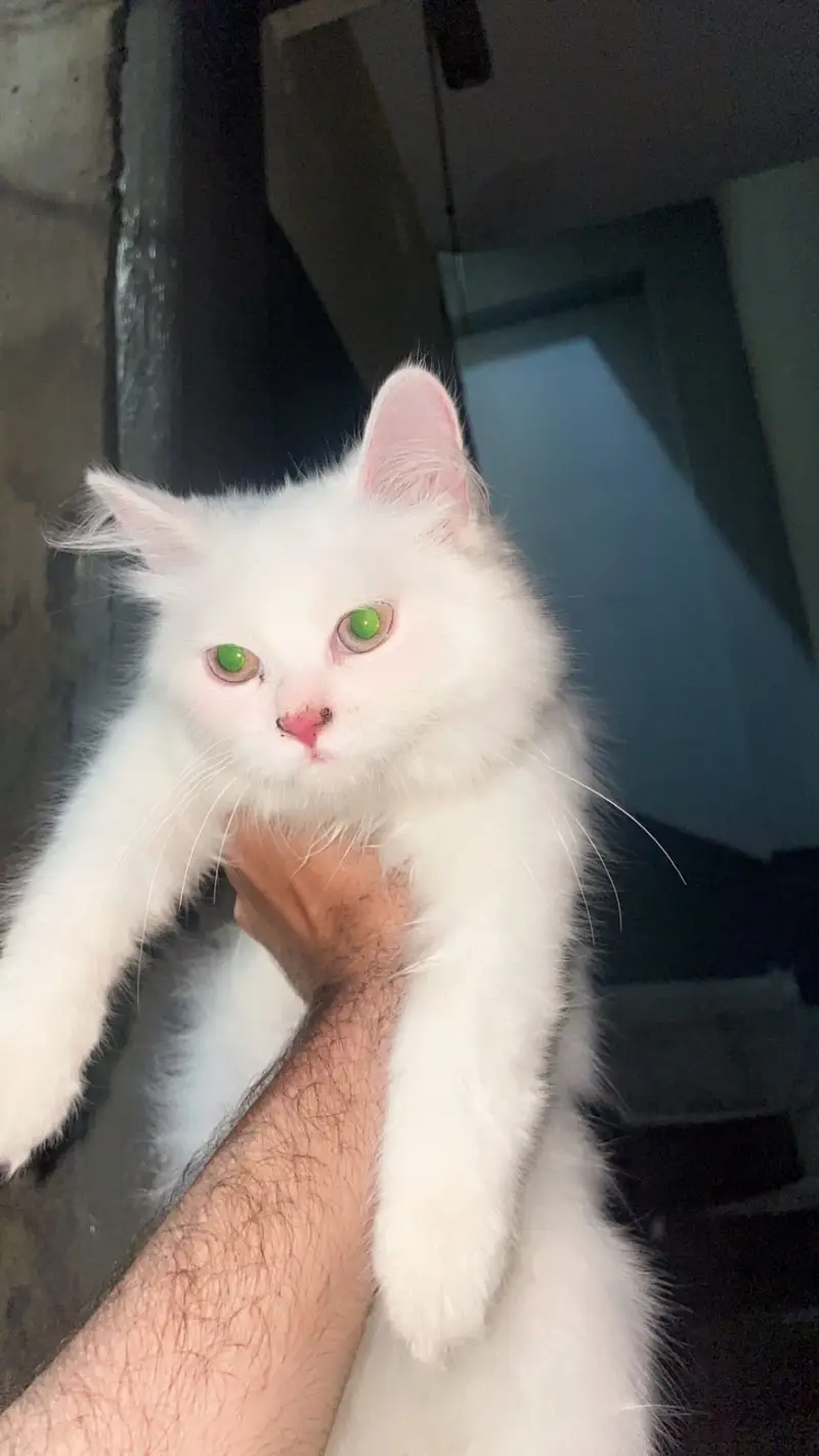 White persian triple coat — photo 4