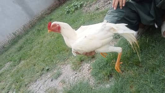 WHITE HERA ASEEL FOR SALE