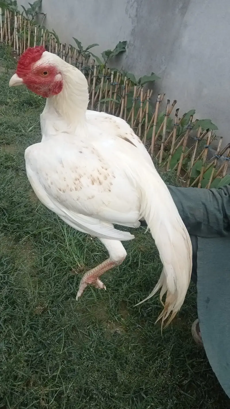 WHITE HERA ASEEL FOR SALE — photo 2