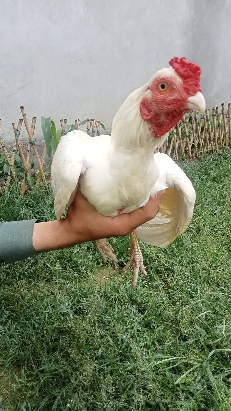 WHITE HERA ASEEL FOR SALE — photo 3
