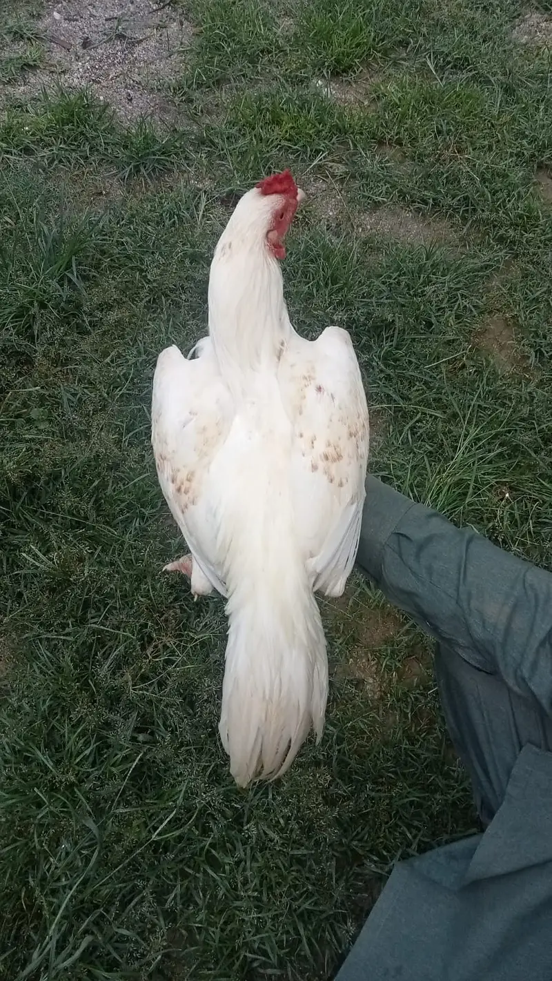 WHITE HERA ASEEL FOR SALE — photo 4